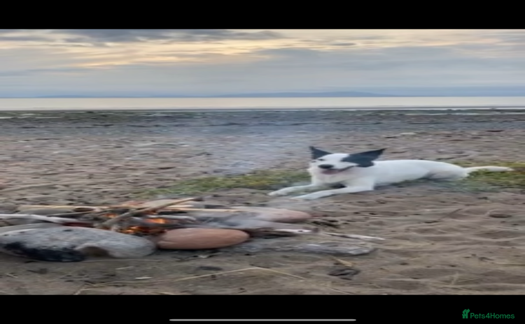 Border Collie dogs - Advert 1