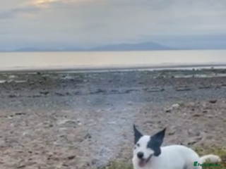 Border Collie dogs REHOME border collie (Milo) - Advert 12