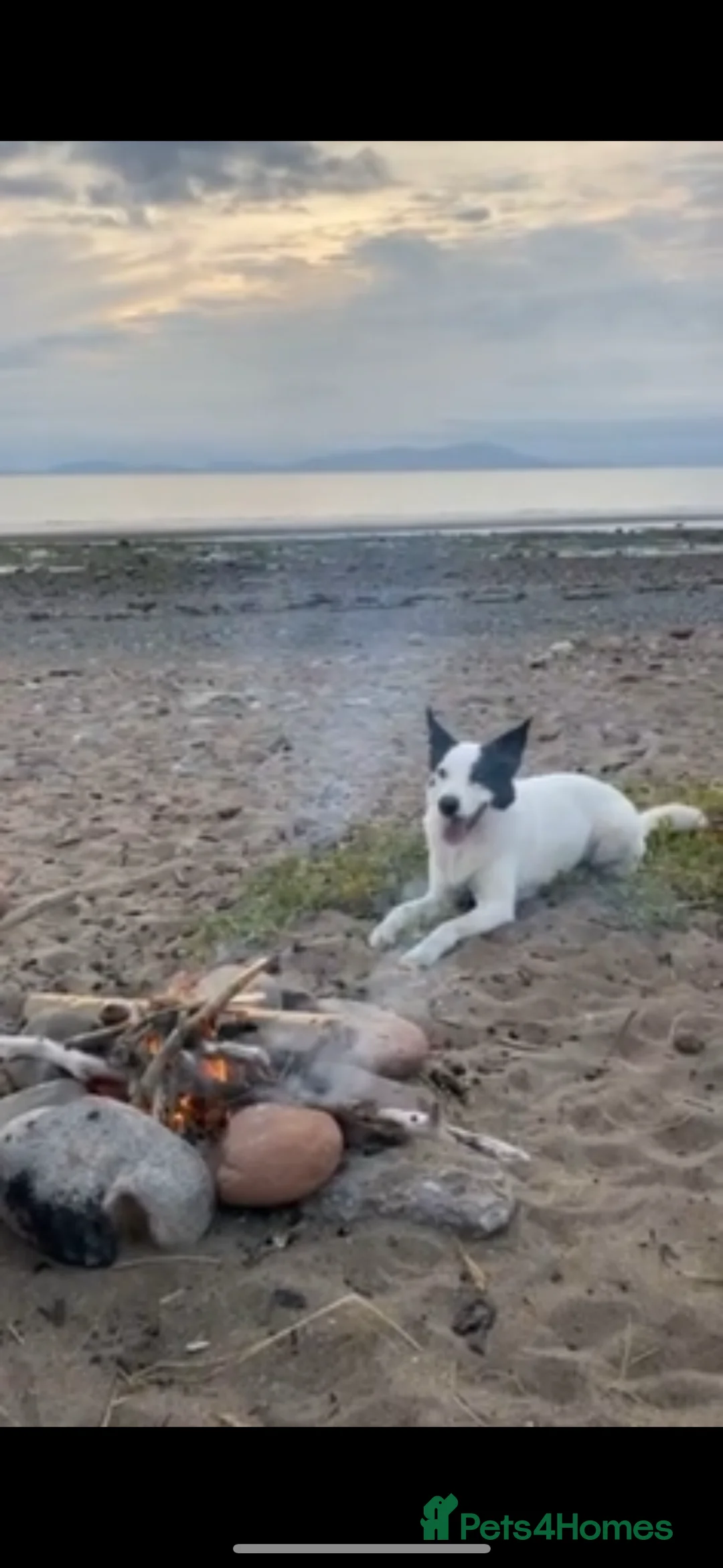 Border Collie dogs for sale: REHOME border collie (Milo)  - Advert 1