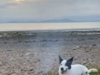 Border Collie dogs REHOME border collie (Milo) - Advert 1