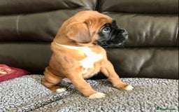 Boxer dogs for sale: KC Reg Boxer Bobtail Boys READY NOW!!!! - Image 6