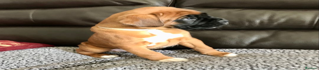 Boxer Puppy (White Collar)