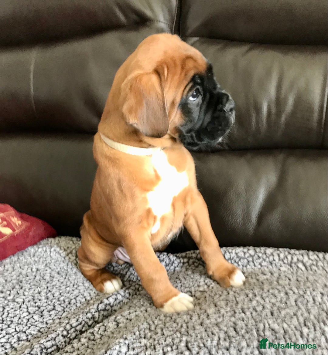 Boxer dogs for sale: KC Reg Boxer Bobtail Boys READY NOW!!!! - Image 6