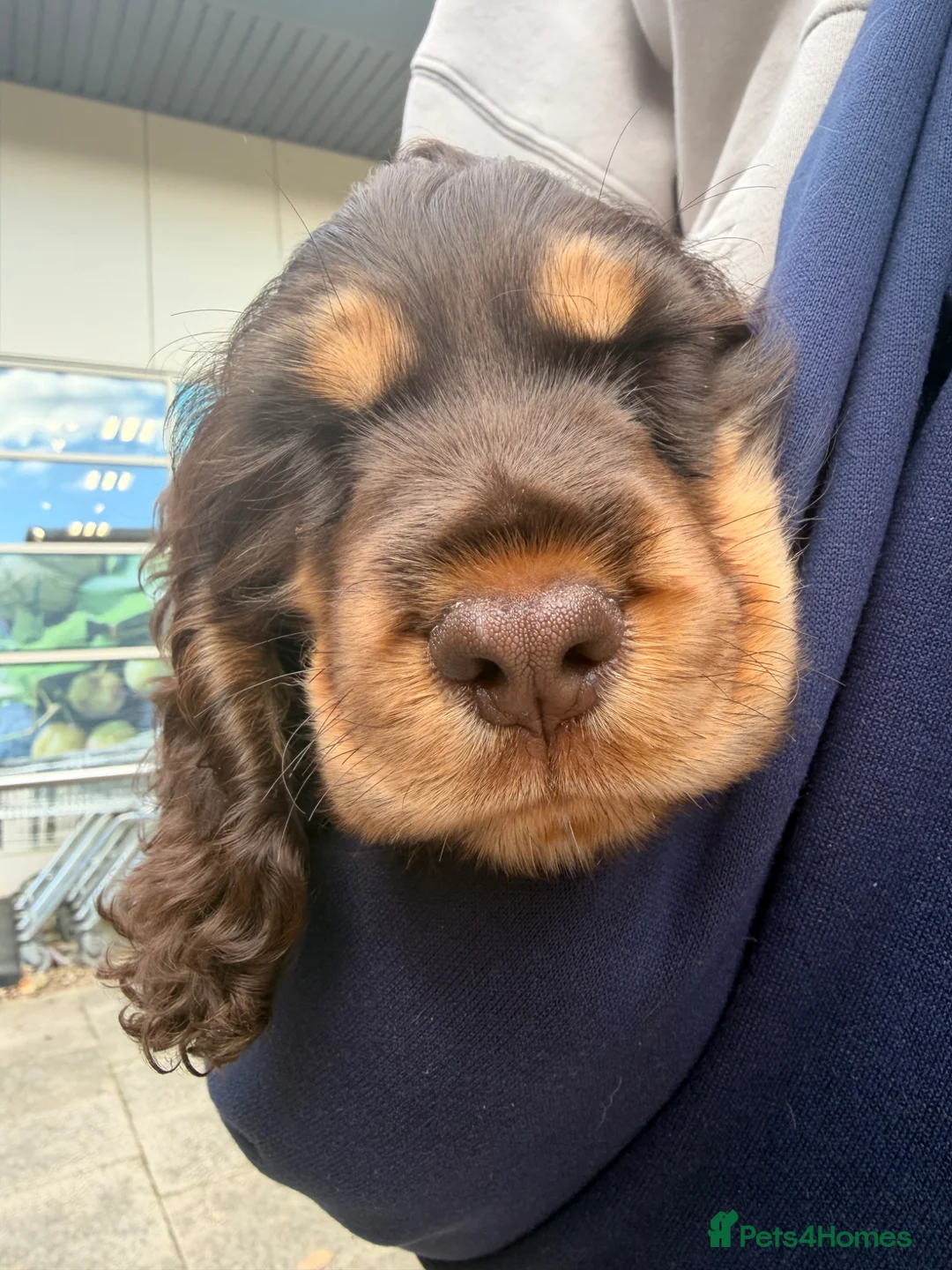 Cocker Spaniel dogs for sale: Ozzie - Show Type Cocker Spaniel in Southampton - Advert 9