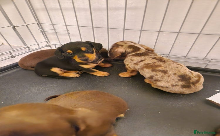 Miniature Dachshund dogs - Advert 4