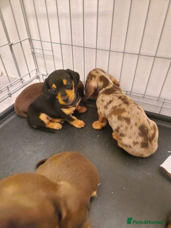 Miniature Dachshund dogs - Advert 4