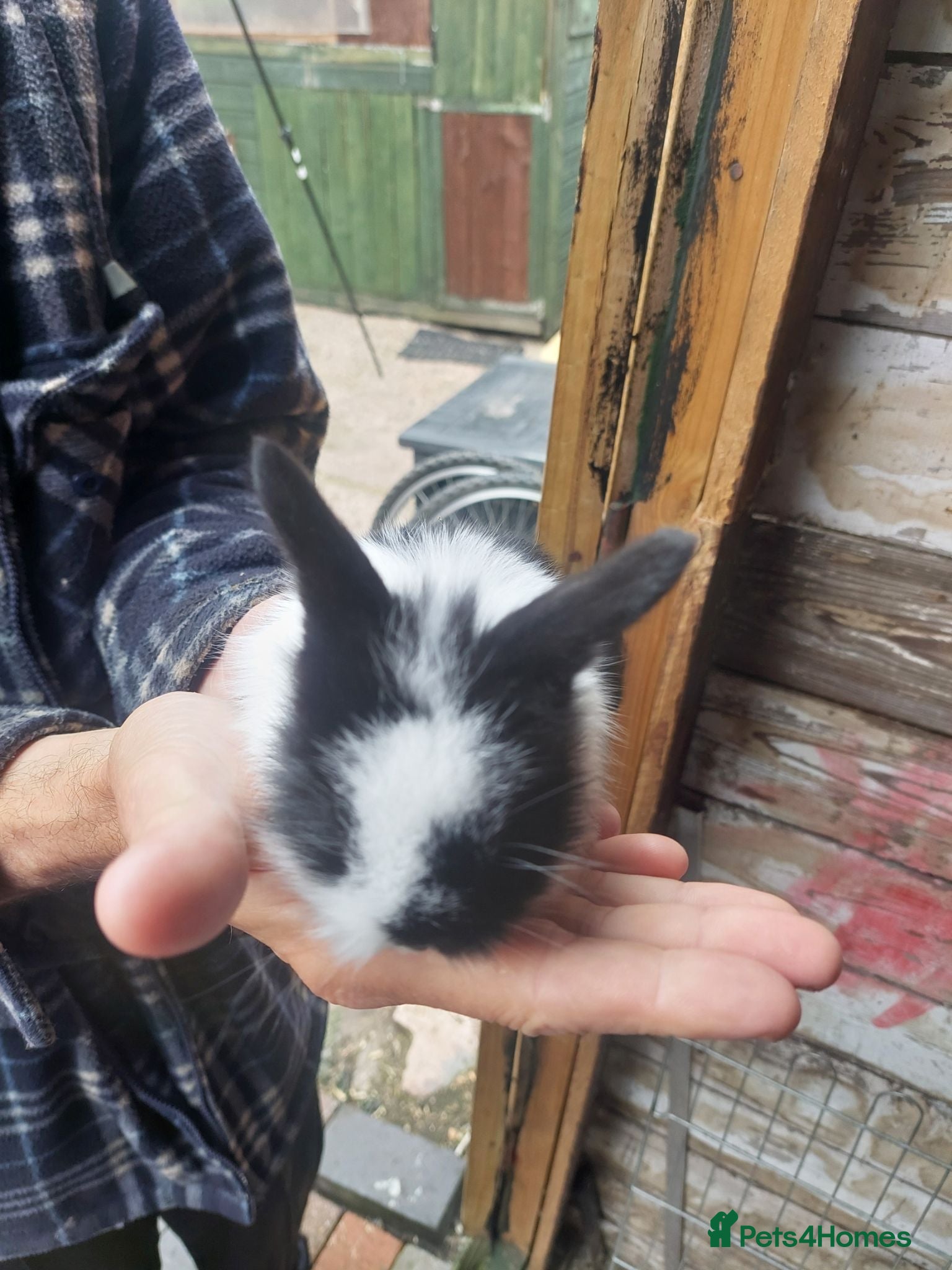 Lionhead rabbits Baby lionheads  - Advert 23