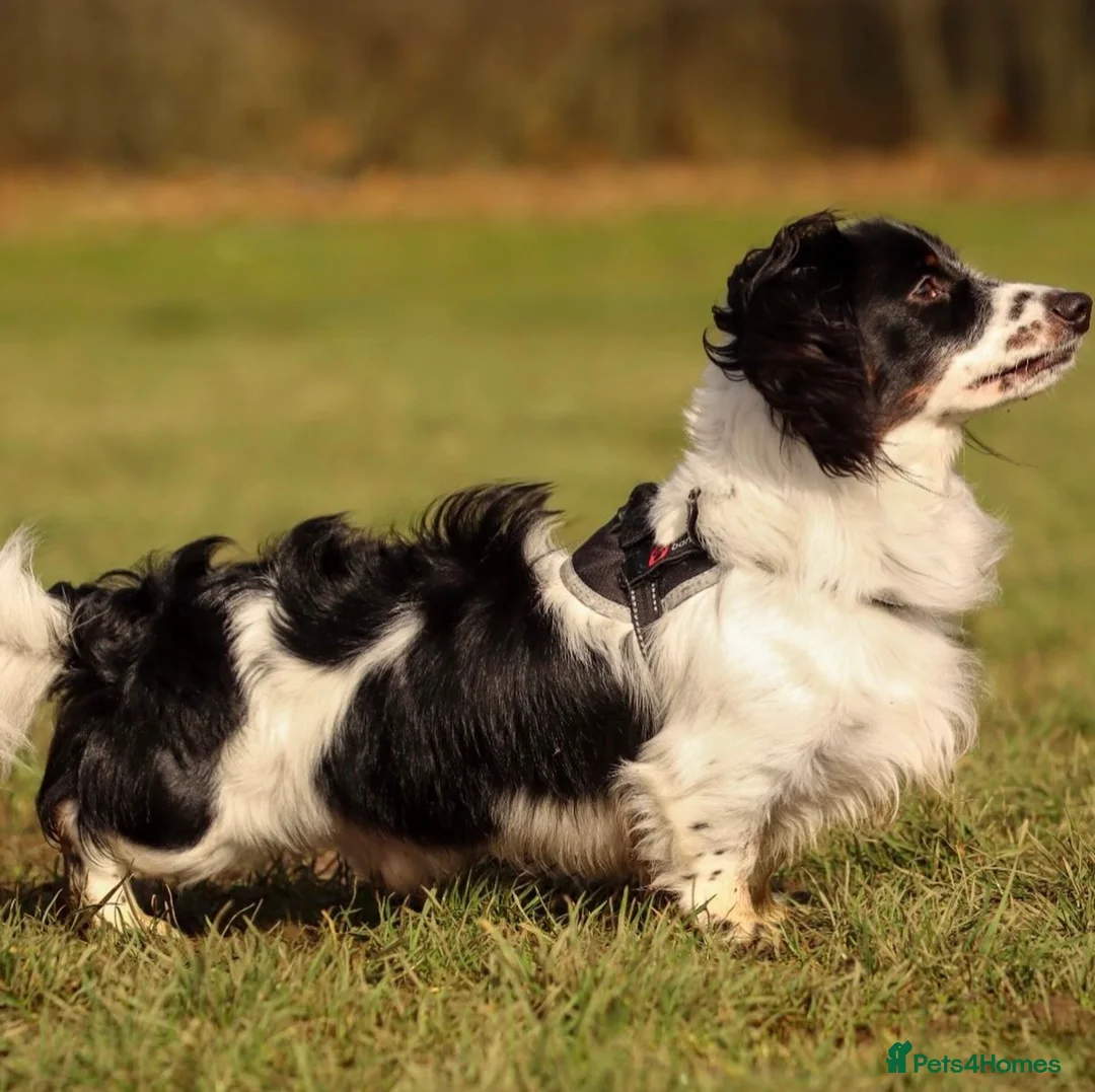 Miniature Dachshund dogs for stud: KC long haired piebald- solid colour producer  - Advert 2