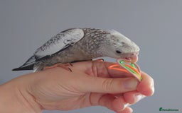 Cockatiels birds for sale: Hand reared silly tame DNA sexed baby cockatiels  - Image 26