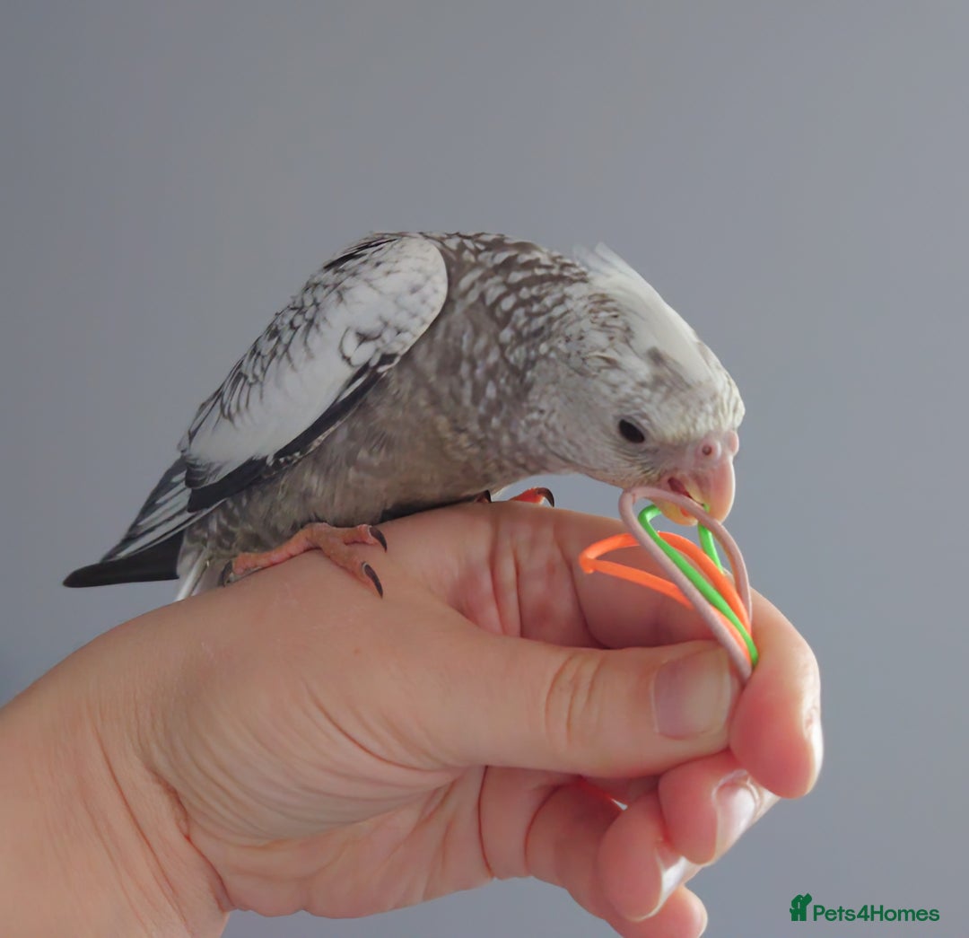 Cockatiels birds for sale: Hand reared silly tame DNA sexed baby cockatiels  - Image 26