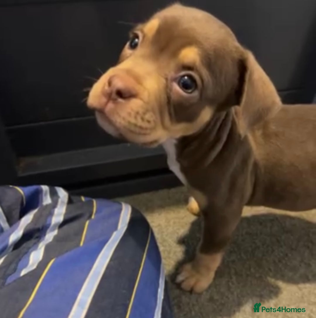 Olde English Bulldogge dogs for sale: Olde English bulldog puppies READY NOW  - Advert 12