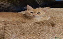 Maine Coon cats for sale: Maine coon x sphynx kittens - Image 3