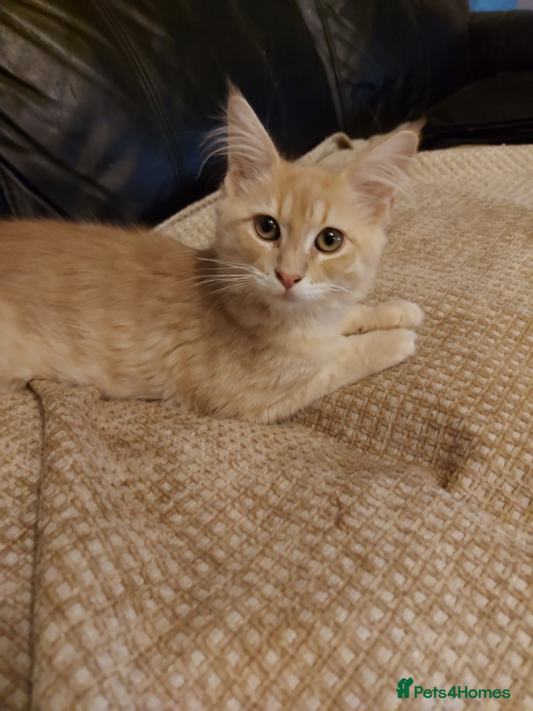 Maine Coon cats for sale: Maine coon x sphynx kittens - Image 3