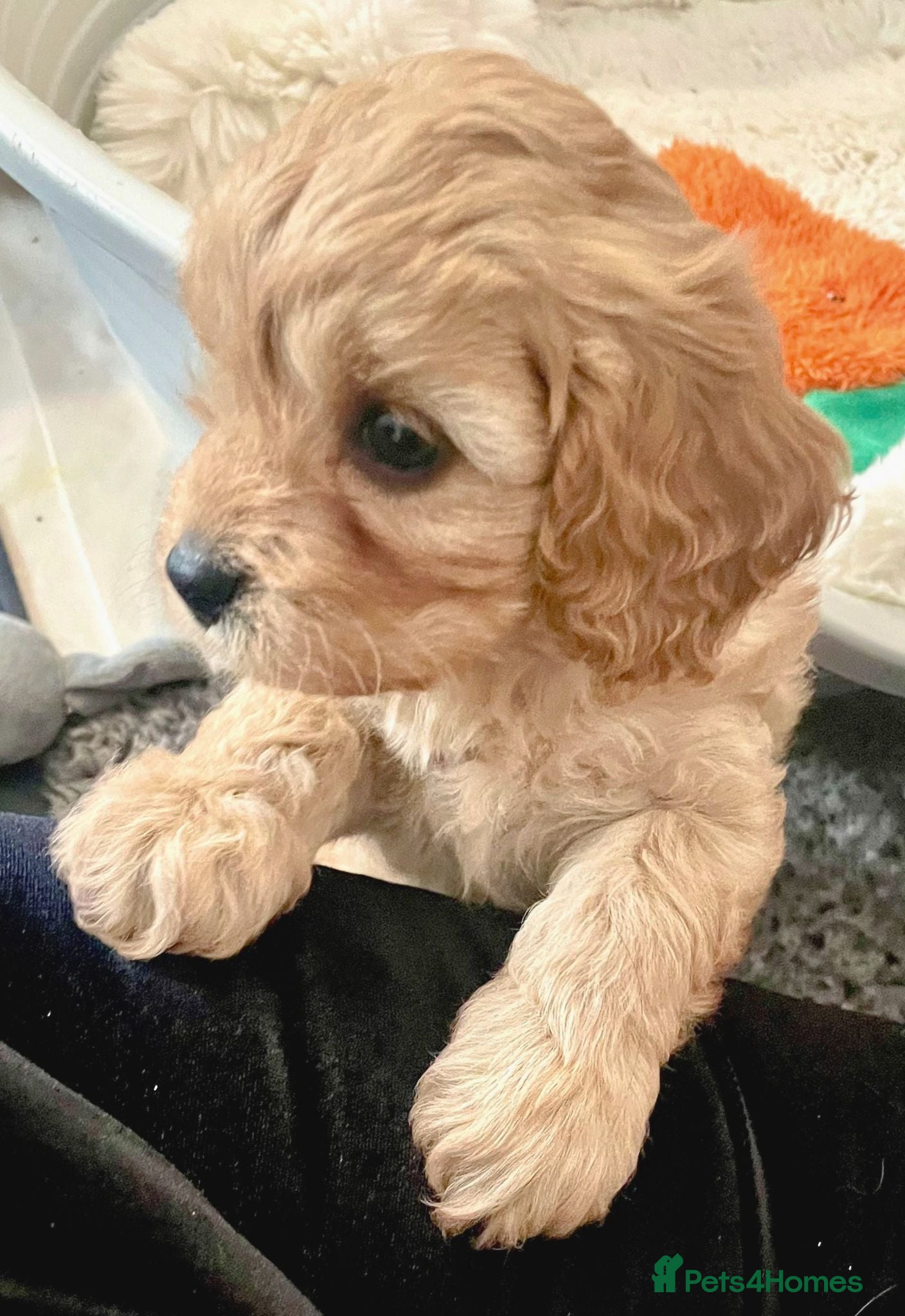 Cavapoo dogs Cavapoo pups - Advert 15