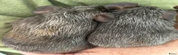Guinea Pig rodents for sale: BONDED BABY GUINEA PIGS £50 A PAIR SOWS AND BOARS - Advert 5