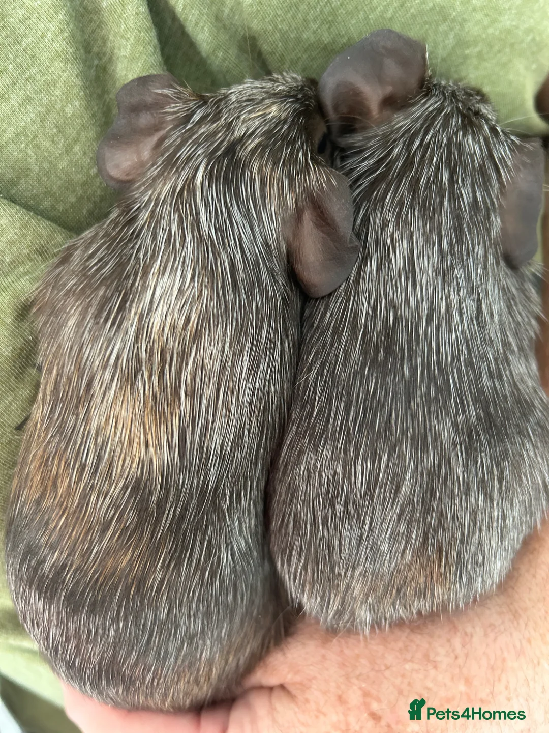 Guinea Pig rodents for sale: BONDED BABY GUINEA PIGS £50 A PAIR SOWS AND BOARS - Advert 5