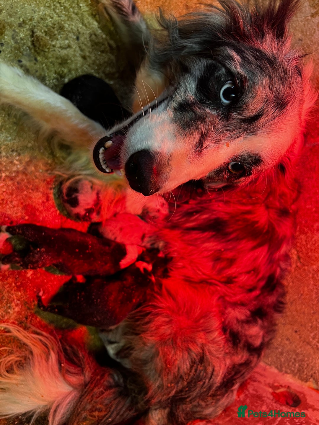 Border Collie dogs for sale: Beautiful border collie puppies❤️ - Image 11