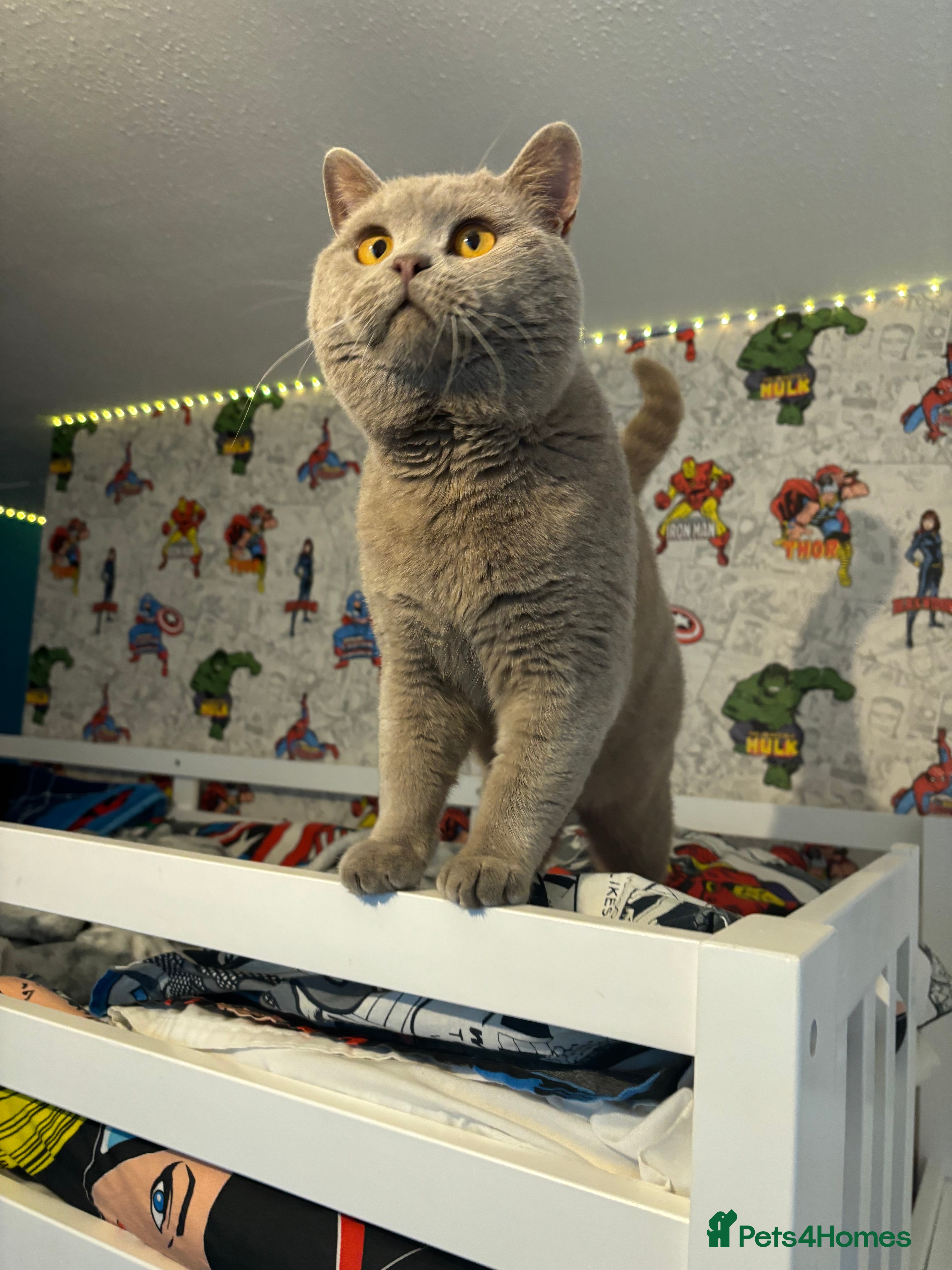 British Shorthair cats HEALTH TESTED. PROVEN. PEDIGREE  - Advert 2