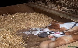 Mixed Breed dogs for sale: Border collie/Welsh collie puppies for sale - Image 11