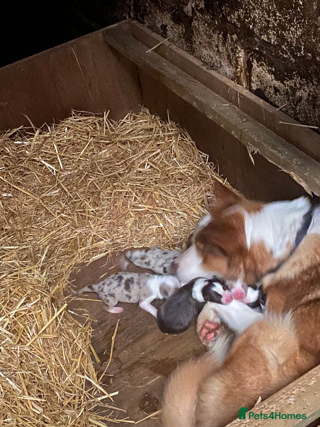 Mixed Breed dogs for sale: Border collie/Welsh collie puppies for sale - Image 11
