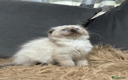 Scottish Fold cats for sale: 1 left Scottish fold  🌹 in Bradford - Image 2