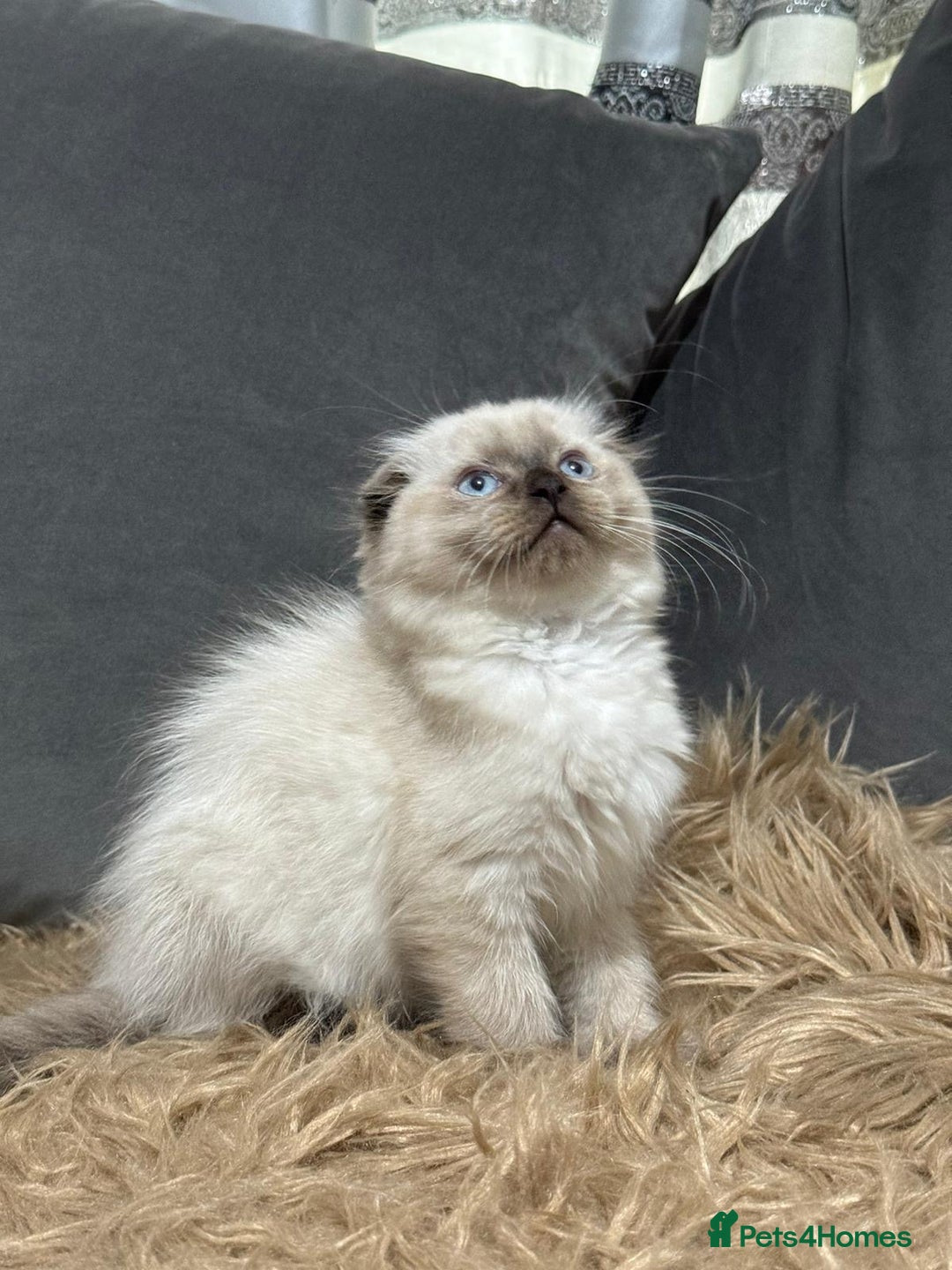 Scottish Fold cats for sale: 1 left Scottish fold  🌹 in Bradford - Image 2