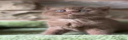 British Shorthair cats for sale: Stunning British shorthair kittens  - Advert 5