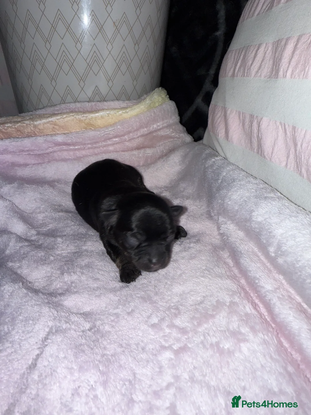 Chorkie dogs for sale: Gorgeous Chorkie girls  - Advert 5