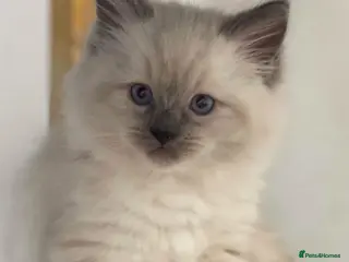 Ragdoll cats GCCF Adorable ragdoll kittens ready to gohome now - Advert 15