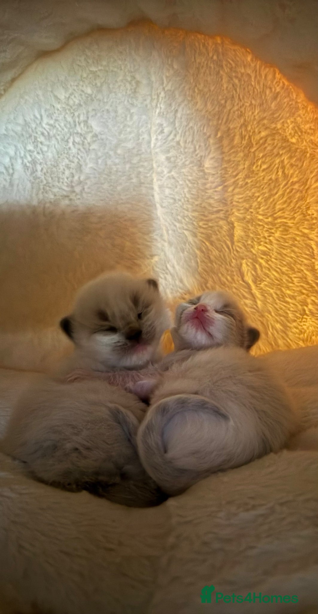 Ragdoll cats Gorgeous pedigree Ragdoll Kittens  - Advert 2