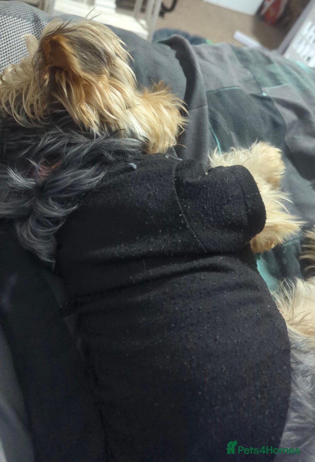 Yorkshire Terrier dogs for sale: Loyal Yorkshire terrier boy - Image 2