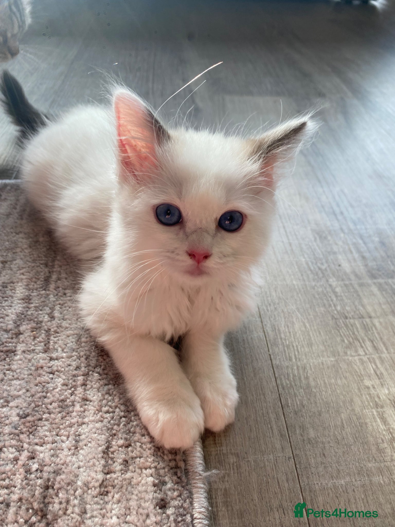 Ragdoll cats 1 Girl Left!!TICA Registered Ragdolls available - Advert 11