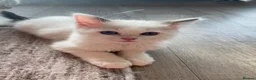 Ragdoll cats for sale: 4 TICA Registered Ragdoll girls available - Advert 17
