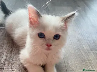 Ragdoll cats ❤️1 Girl Left!!TICA Registered Ragdolls available - Advert 2