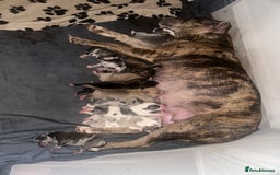 Mixed Breed dogs for sale: American bull staff puppies  - Image 19