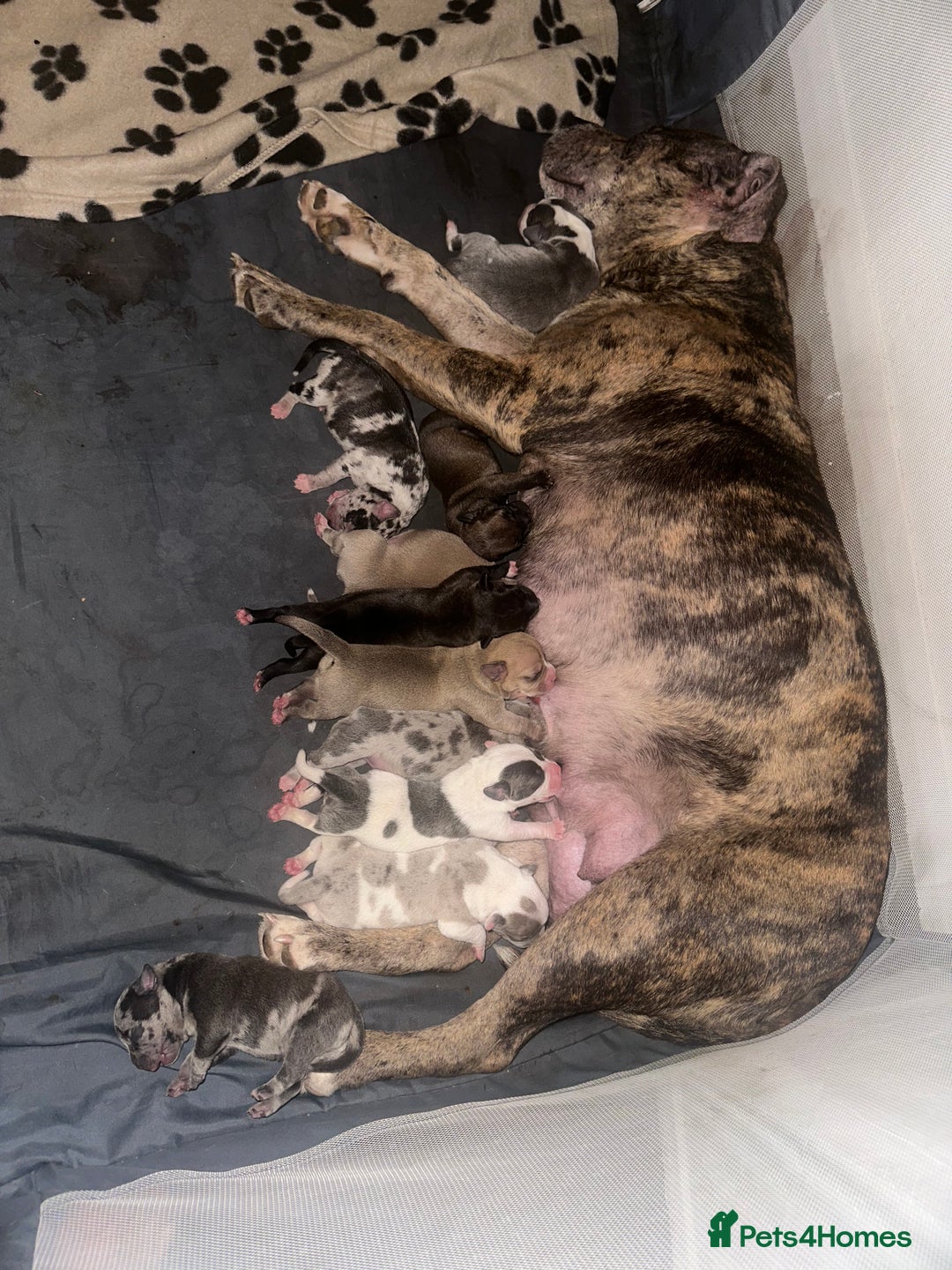 Mixed Breed dogs for sale: American bull staff puppies  - Image 19