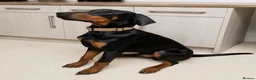 Mixed Breed dogs for sale: Cane Corso x Dobermann puppies expected. in Colchester - Advert 5