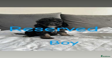 Cockapoo dogs - Advert 9