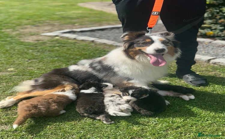 Australian Shepherd dogs - Advert 5