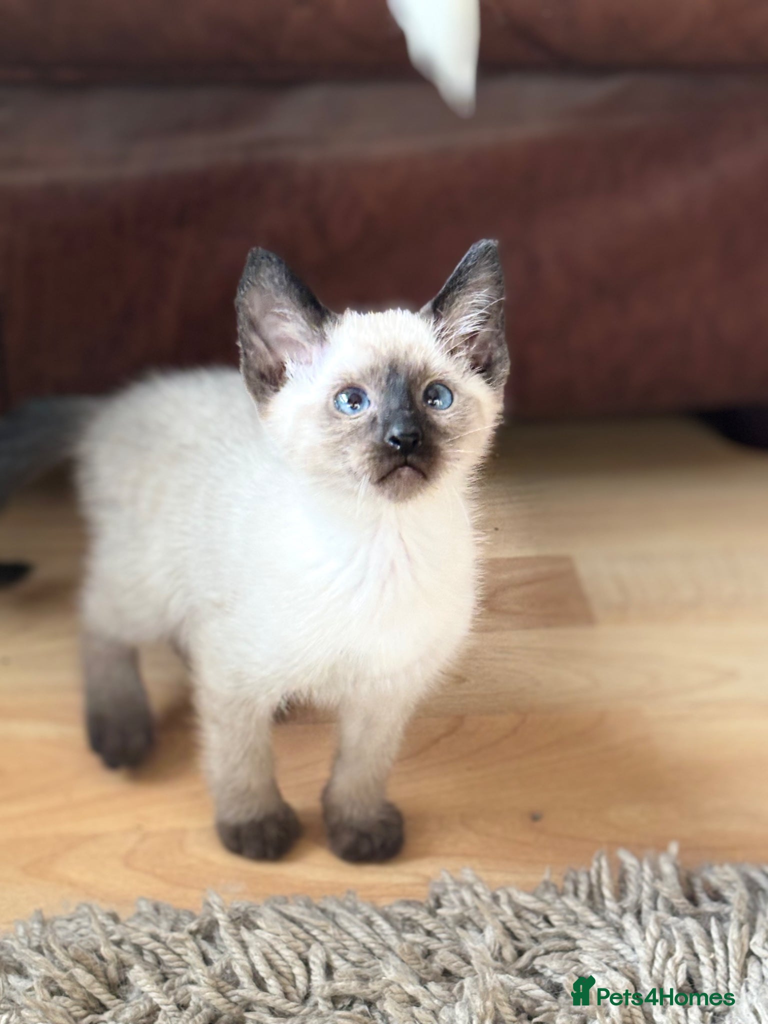 Siamese Kitten 4