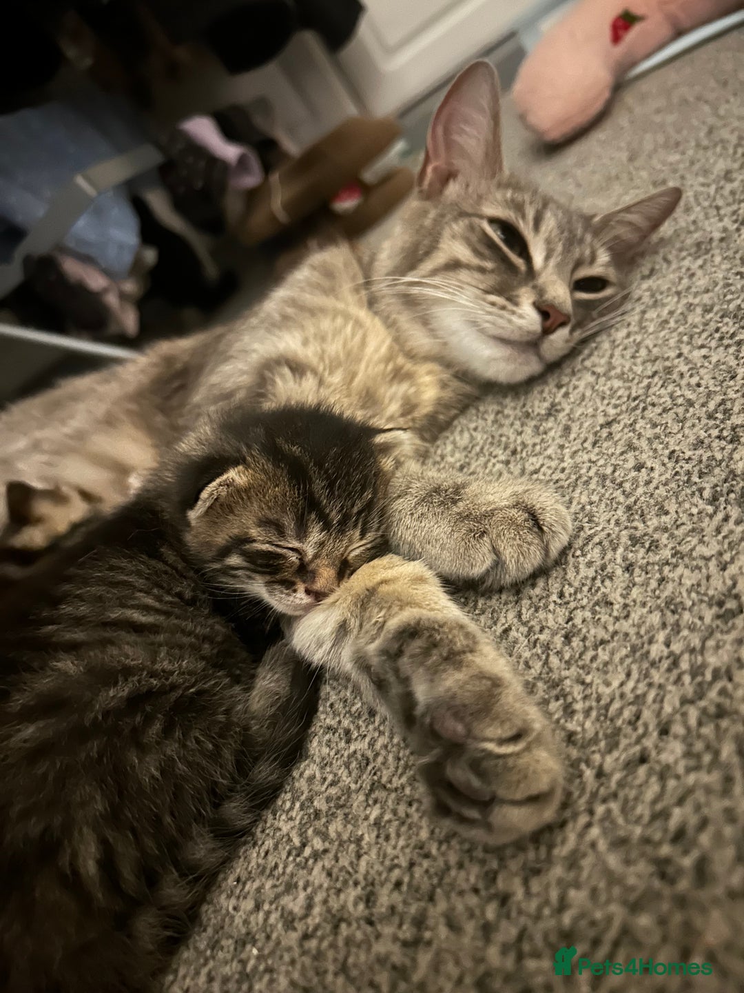 Domestic Shorthair cats for sale: Kittens - Image 29