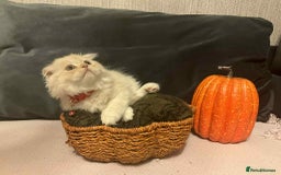 Scottish Fold cats for sale: !4 LEFT! BEAUTIFUL SCOTTISH FOLDS FOR SALE - Image 2