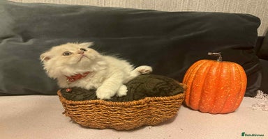 Scottish Fold cats - Advert 12