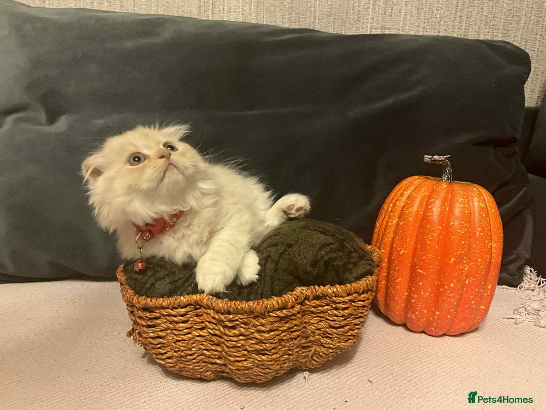 Scottish Fold cats for sale: !4 LEFT! BEAUTIFUL SCOTTISH FOLDS FOR SALE - Image 2