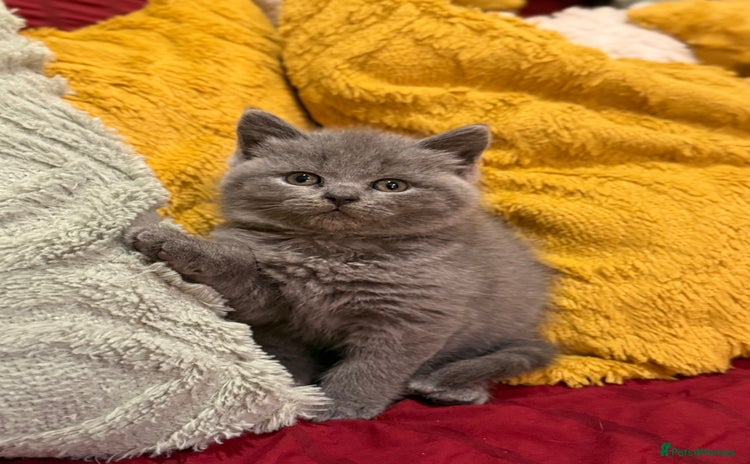 British Shorthair cats - Advert 3