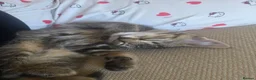 American Shorthair cats for sale: Adorable kitten for sale! - Advert 4