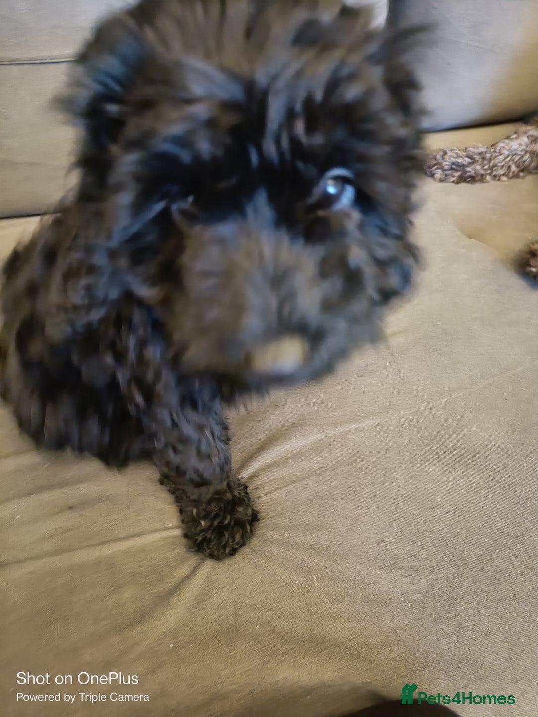 Cockapoo dogs for sale: Lovely cockapo girl - Advert 4