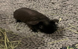 Guinea Pig rodents for sale: adorable guinea + skinny pig! - Image 2