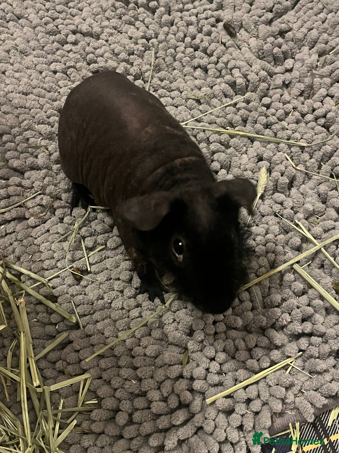 Guinea Pig rodents for sale: adorable guinea + skinny pig! - Image 2