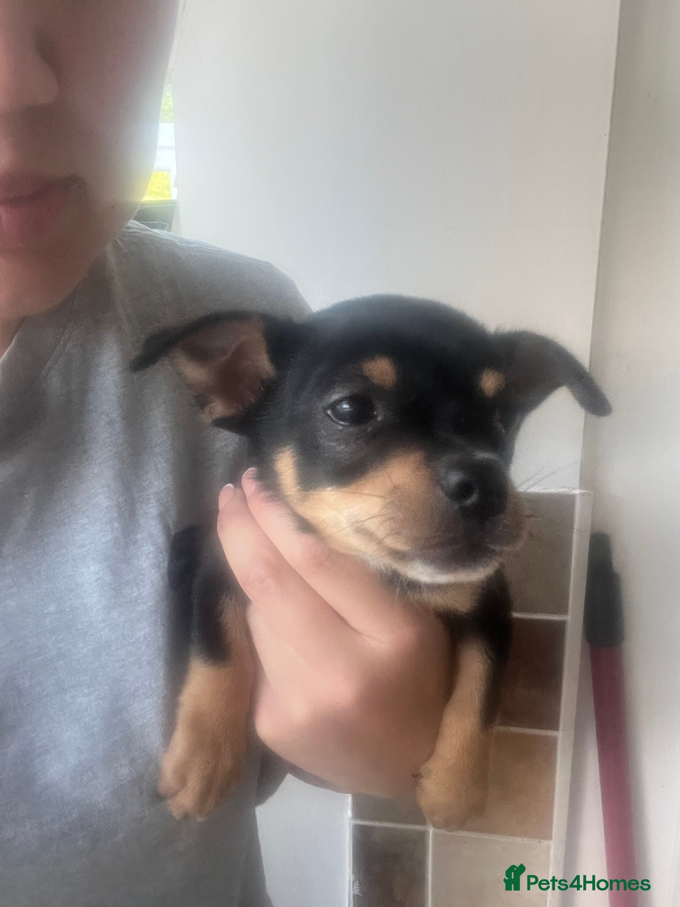 Chihuahua dogs for sale: 2 beautiful black boy chihuahuas  - Advert 3